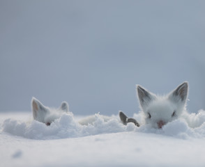 rabbit family, cute white rabbits in the snow
