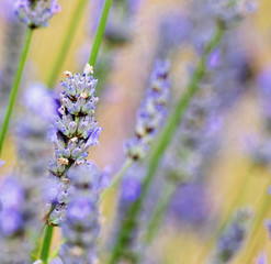 Lavender.