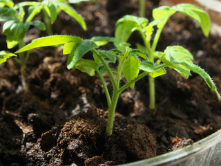 Tomato seedling in greenhouse. Selective focus. Closeup macro photo young tomato plants