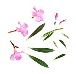 Set of pink oleander flowers and leaves