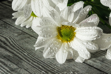 White chrysanthemum in water drops close up