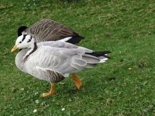 canards