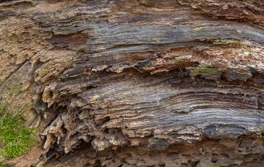rotting wood detail
