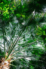 Obraz na płótnie Canvas leaves of exotic tropical plants