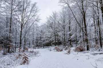 Forest road in winter