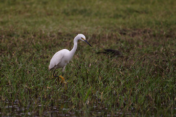 Aigrette neigeuse à Bois-Jolan