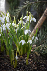 Fototapeta premium Fresh green well complementing the white Snowdrop blossoms. Snowdrop spring flowers on the ground. Delicate Snowdrop flower, spring symbols. Tender white snowdrop flowers.