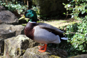 A Male Mallard Duck, Anas platyrhynchos, Standing on a Wall