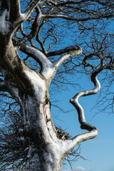 Fototapeta na wymiar Close up of a wind blown snow covered tree against a blue sky