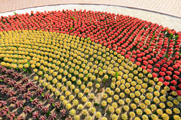 cactus plants grafted cactus