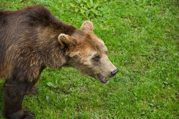 Brown Bear Roaming in Green Nature Reserve in Summer