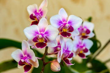 Fototapeta na wymiar Soft focus of beautiful branch of double color mini orchids Brother Pico Sweetheart. Phalaenopsis, Moth Orchid are on a gentle light brown blurry background. A lovely idea for any design.