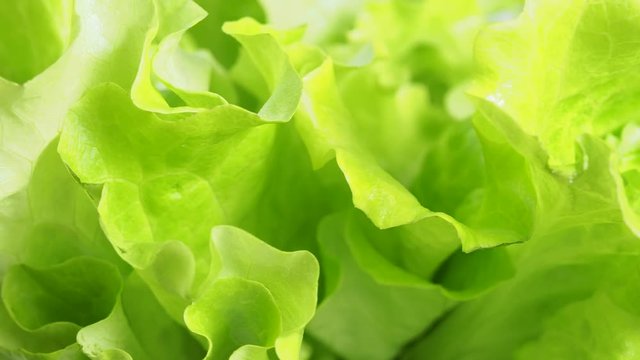 rotating fresh green lettuce leaves close up