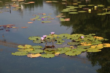 Obraz na płótnie Canvas water lilies in pond