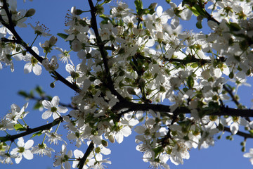 Close up of fruit flowers in the earliest springtime