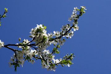 Close up of fruit flowers in the earliest springtime