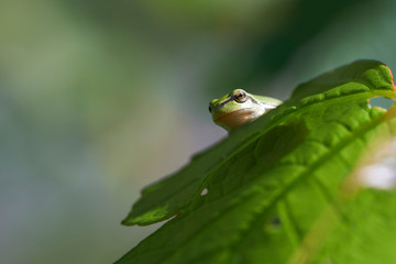 Europäische Laubfrosch - Hyla arborea schaut von einem Blatt herunter - Makroaufnahme