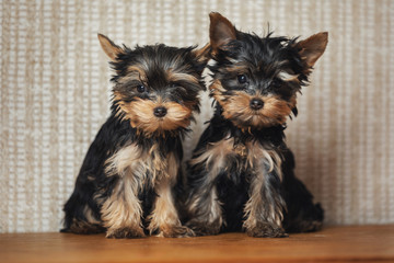 Two puppies Yorkshire terrier dog at home
