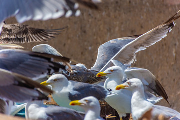 Flock of seagulls in the rocky beach of Essaouira, Morocco