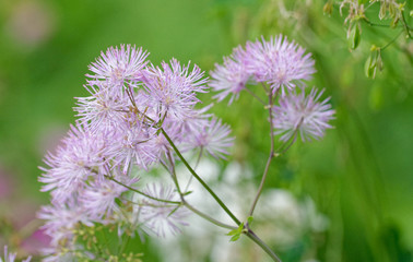 Thalictrum.