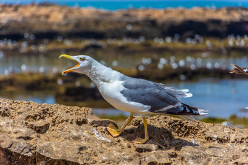 Seagull shouting in the rocky beach of Essaouira, Morocco