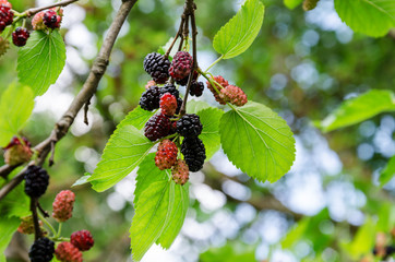 sprig of ripe mulberries on a tree