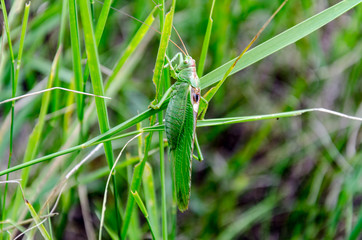 green locust sits in the green grass