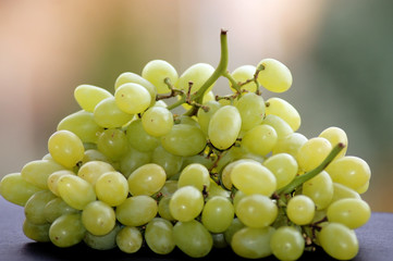 Nahaufnahme von Rebe frische Weintrauben