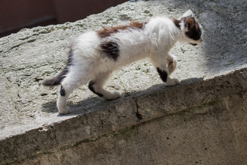 Another portrait of a homeless street cat