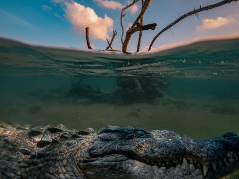 Alligator Saltwater crocodile hiding under water line, dry tree in sea water with sunset clouds on background, underwater shot..