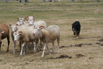 Obraz premium Schäfer