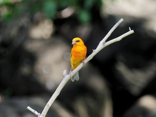 Red Fody bird perching in natural habitat