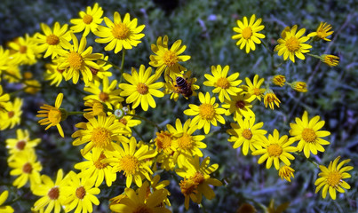 field of yellow flowers