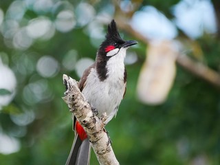 Red Whiskered Bulbul perching in natural habitat