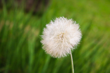 Obraz premium Dandelion Flower