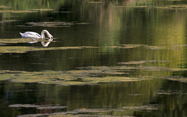  A white Swan Swims on a calm Lake During a hot summer's afternoon