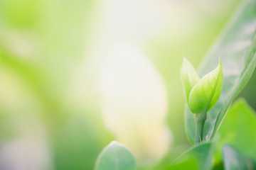 Close up beautiful view of nature green leaves on blurred greenery tree background with sunlight in public garden park. It is landscape ecology and copy space for wallpaper and backdrop.