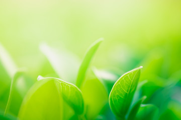 Close up beautiful view of nature green leaves on blurred greenery tree background with sunlight in public garden park. It is landscape ecology and copy space for wallpaper and backdrop.