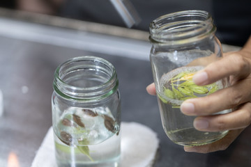 Plant tissue culture techniques in laboratory.