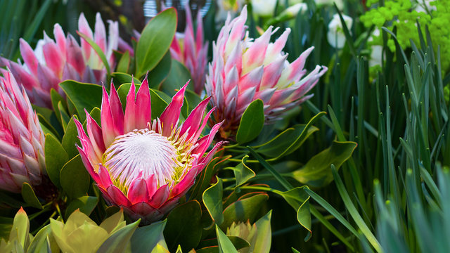 Protea round orange honey flowers. Selective focus. horizontal banner
