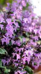 Colorful petunia grandiflora flower growing and blooming in the thailand garden