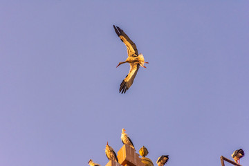 A great stork flying in the skies of Marrakech, Morocco