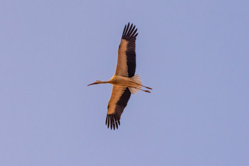 Obraz premium A great stork flying in the skies of Marrakech, Morocco