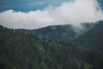 Cloudy grey rainy sky over old green coniferous wood at scenic highlands. Horizontal color photography.