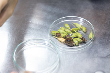 Plant tissue culture techniques in laboratory.
