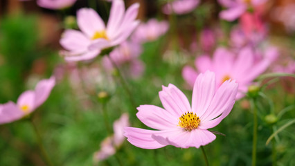 Colorful cosmos flower growing and blooming in the garden