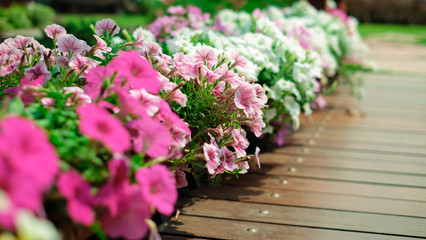 Colorful petunia grandiflora flower growing and blooming in the thailand garden
