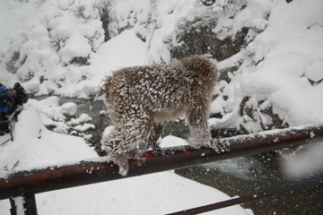Nagano Prefecture snow monkey in Japan