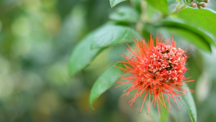 Colorful  flower growing and blooming in the thailand garden , green blurred background