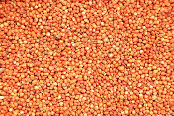 Chinese sorghum